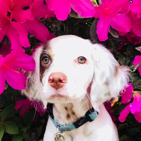 Meet your Posher, Gini  (EUC!) - Picture 4 of 6